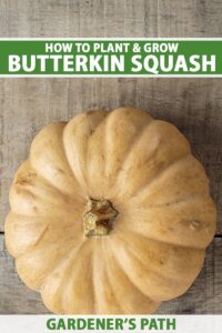 How to Plant and Grow Butterkin Squash Pin
