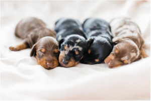 Miniature-Dachshund-Pups-2