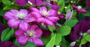 Clematis Not Blooming FB