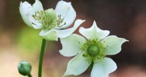 How to Plant and Grow Thimbleweed FB