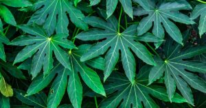 How to Start Fatsia from Seed FB