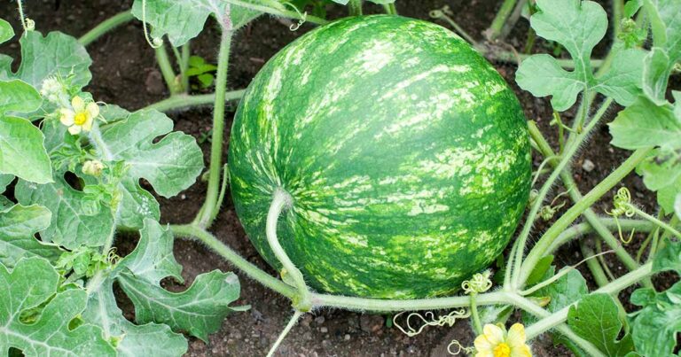 How to Water Watermelons FB