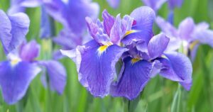 Iris Fails to Bloom FB