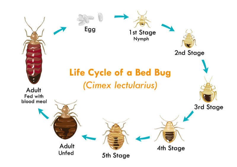 Bed-Bug-Exterminator-LA-King-2