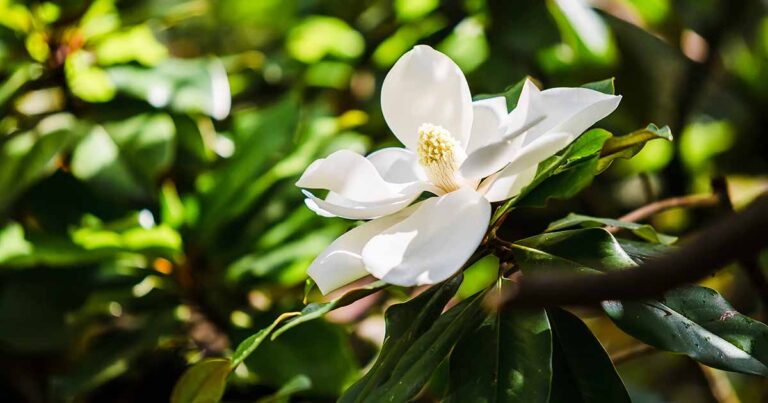 How to Grow Southern Magnolia FB