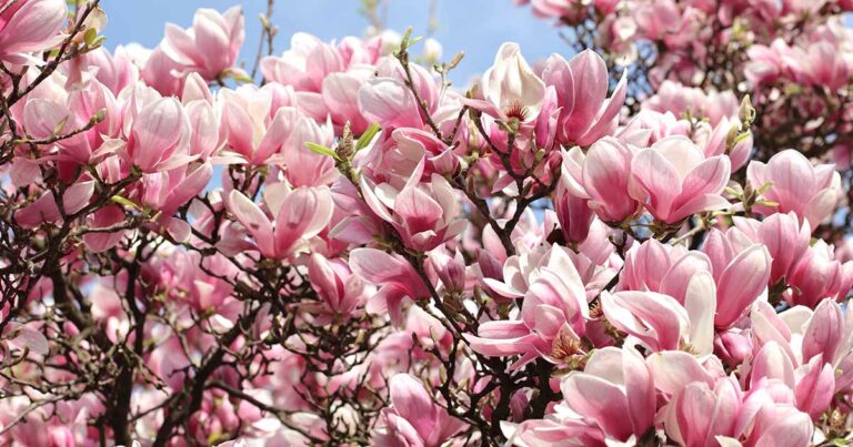 Magnolia Fail to Bloom FB