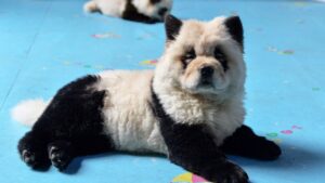 china panda dogs 2019