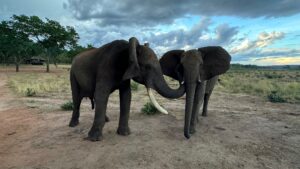 elephants talk