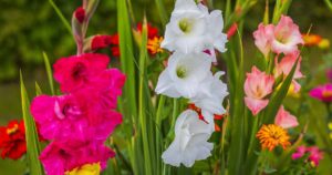 Common Gladiolus Diseases FB