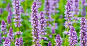 How to Prune Anise Hyssop FB