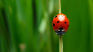 A1-Bed-Bug-Exterminator-Portland-2