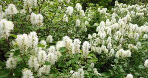 How to Grow Fothergilla FB