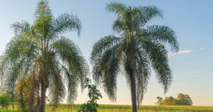 How to Grow Queen Palms FB