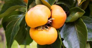 How to Harvest Persimmons FB