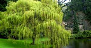 How to Prune Weeping Willow FB
