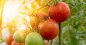 Sunscald on Tomatoes FB
