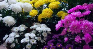 Types of Chrysanthemums FB