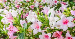 How to Grow Weigela FB