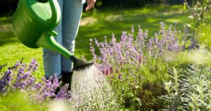 How to Make Compost Tea FB