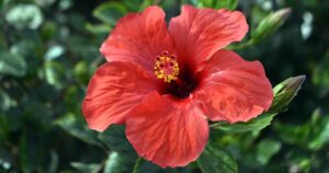 How to Propagate Hibiscus FB