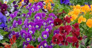 Summertime Pansies FB