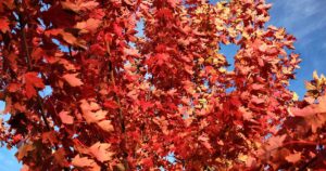 How to Grow Freeman Maples FB