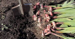 How to Lift and Store Gladiolus Corms FB