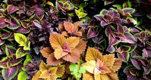 How to Overwinter Coleus FB