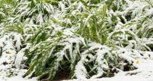 How to Winterize Artichokes FB