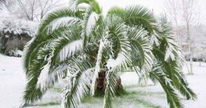 How to Winterize Palm Trees FB