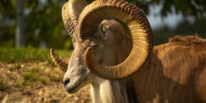 argali sheep 760x380