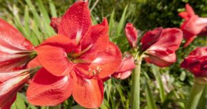 Best Soil for Amaryllis FB