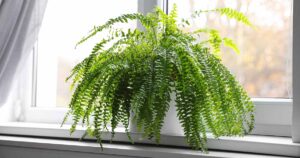 How to Fertilize Ferns FB