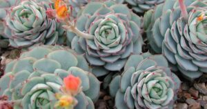 How to Grow Painted Lady Echeveria FB