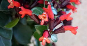 How to Prune Lipstick Vines FB