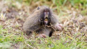 Pocket Gopher