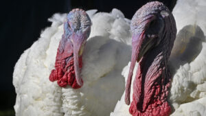 large turkeys pardon