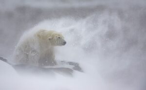 polar bear