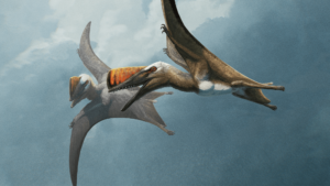 pterosaur skiphosoura bavarica