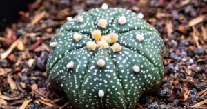 How to Grow Astrophytum Cacti FB