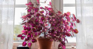 How to Grow Coleus Indoors FB