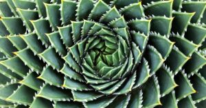 How to Grow Spiral Aloe FB