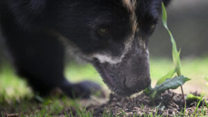 andean bear