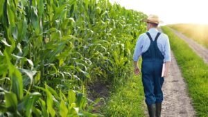 cornfield farmer