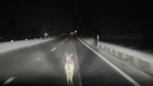 deer dashcam