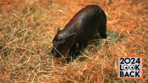 haggis pygmy hippo lead