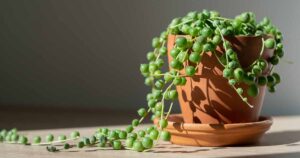 How to Grow String of Pearls FB