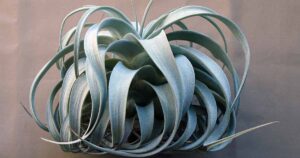 How to Grow Tillandsia Xerographica FB