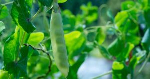 How to Grow Wando Peas FB