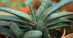 Types of Gasteria FB